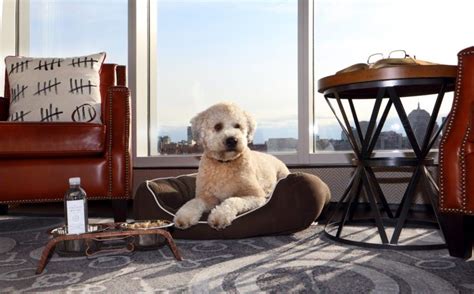 Pet friendly hotels boston. Things To Know About Pet friendly hotels boston. 
